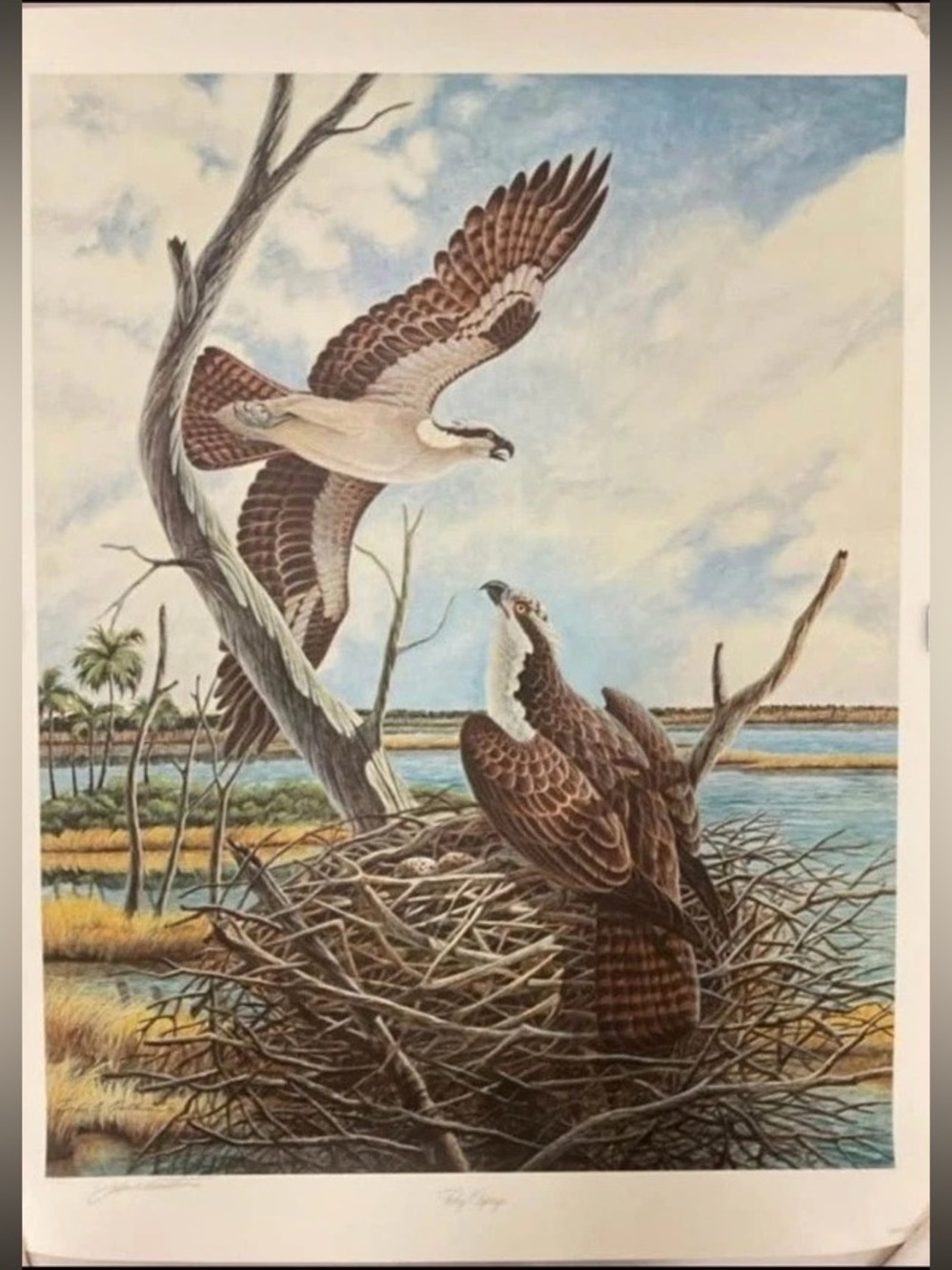 John A. Ruthven Osprey Wildlife Print Blue & Brown